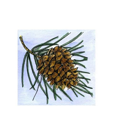 Pine Cone Botanical Illustration