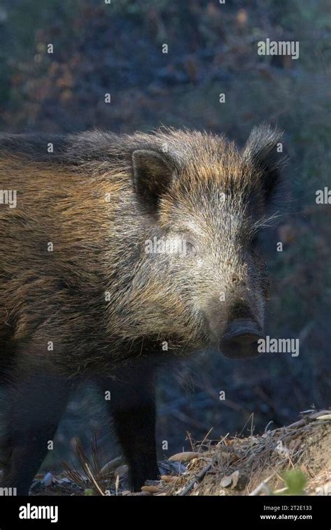 Wild Boar Sus Scrofa Looking Back At Me Near Aleria Corsica