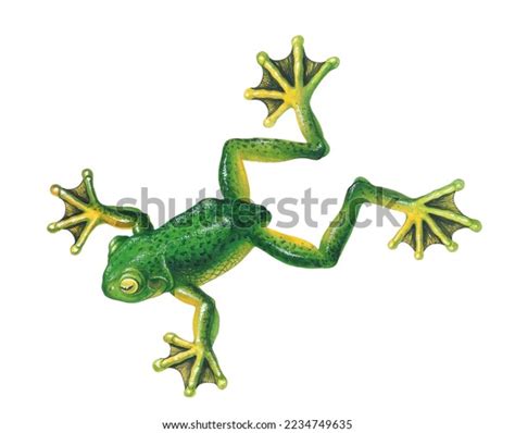 Realistic Color Scientific Illustration Blackwebbed Treefrog Stock