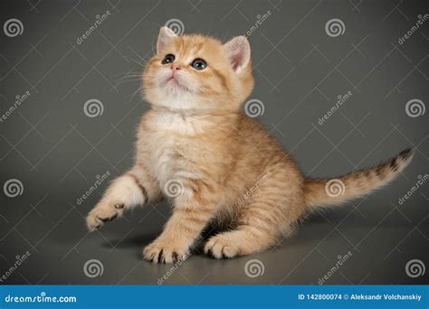 Gato Brit Nico Del Shorthair En Fondos Coloreados Foto De Archivo