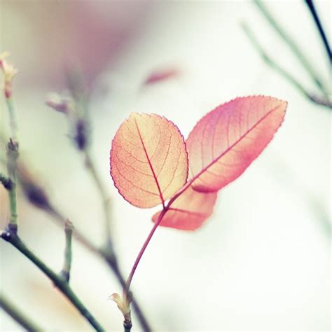 Pink Leaf Wallpapers - Wallpaper Cave