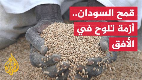 بسبب تأخر الحكومة في شراء المحصول خسائر لمزارعي القمح في السودان