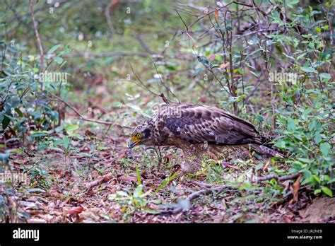 Eagle Eating Snake High Resolution Stock Photography and Images - Alamy