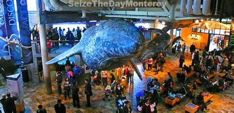 Monterey Aquarium, Get Monterey Bay Aquarium Tickets, CA Fun!