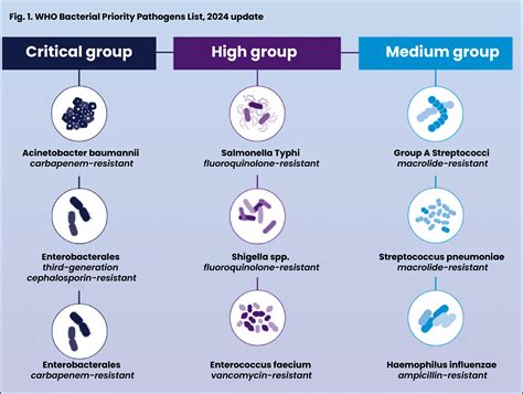 Who Updated Its Bacterial Priority Pathogens List Bppl Current