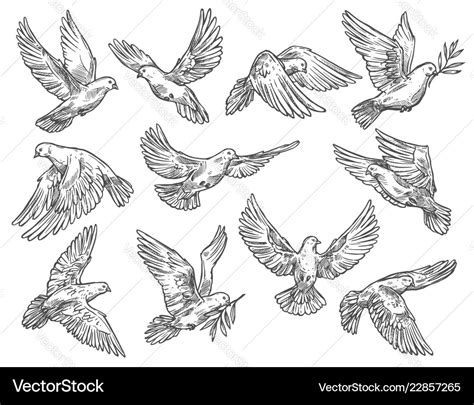 Pigeon Flying With Olive Branch Sketch Royalty Free Vector