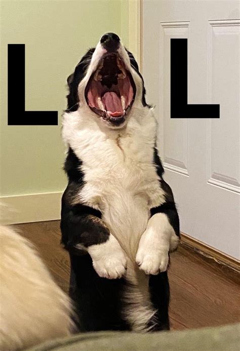 Here Are A Few Memes We Did With Our Corgis Use Them As Needed And Enjoy R Corgi