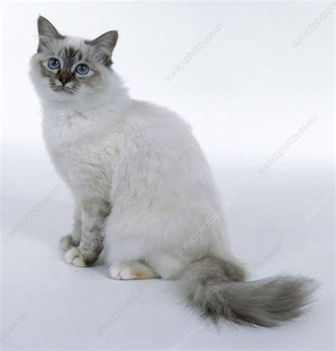 Seal Tortie Tabby Point Birman Cat Stock Image C Science