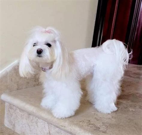 Korean Maltese Hair Cut Maltese Korean Cut Maltese Dogs Maltese