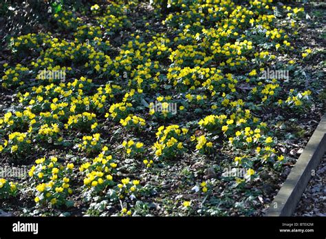 British wild flowers Stock Photo - Alamy