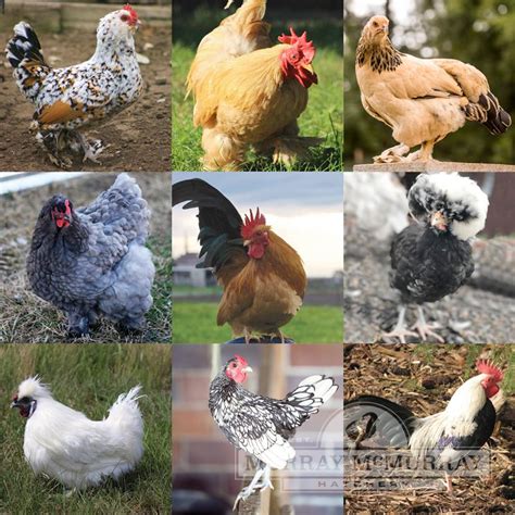 Murray Mcmurray Hatchery Assorted Purebred Bantams