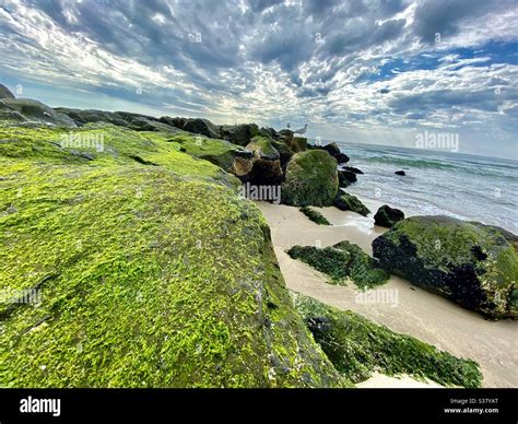 Algae Covered Rocks At The Beach Stock Photo Alamy