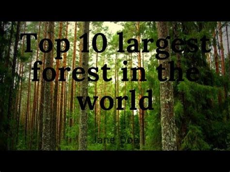 Top Largest Forest In The World Youtube