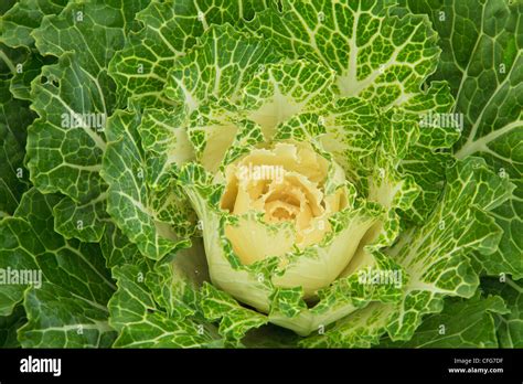 Ornamental Cabbage Pigeon White Brassica Oleracea Pigeon White