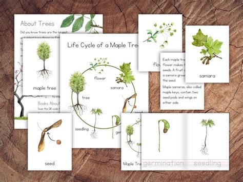 Life Cycle Of A Maple Tree Pack Etsy