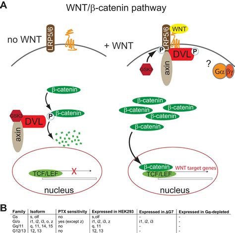 Wnt 3a Induced β Catenin Signaling Does Not Require Signaling Through