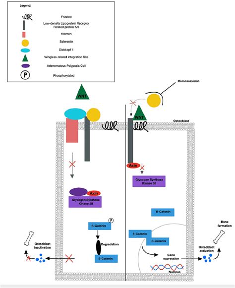 The Wnt Signaling Pathway And The Role Of Sclerostin In The Inhibition