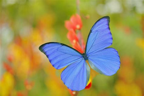 53 Most Colorful Butterflies In The World 2022