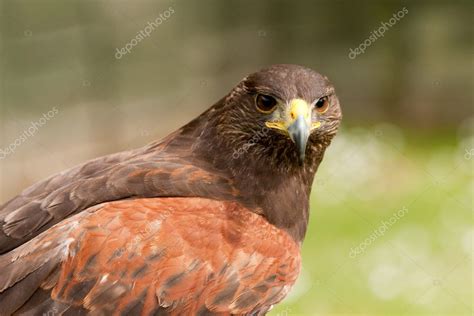 Brown falcon — Stock Photo © ellenamani #9046830