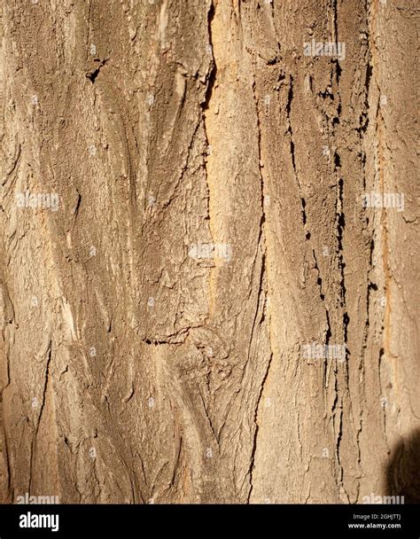 Seamless Tree Bark Background Brown Tileable Texture Of The Old Tree