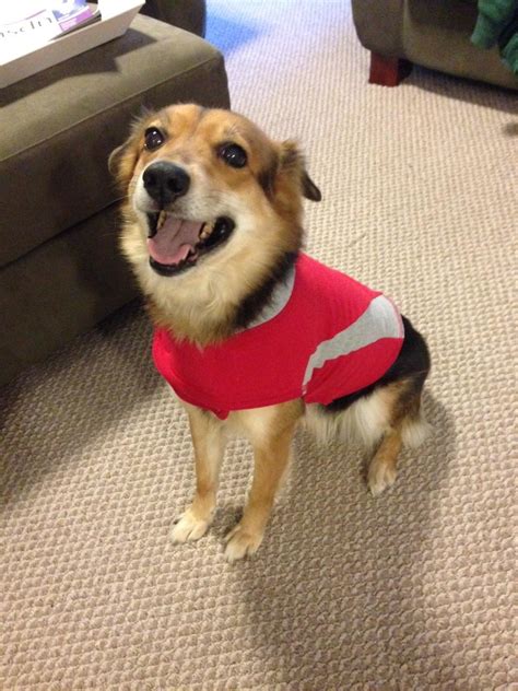 30 Fun And Helpful Products That'll Make Your Dog's Tail Wag