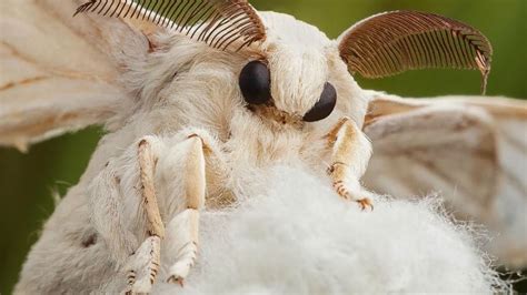 The Mysterious And Charming Venezuelan Poodle Moth Youtube