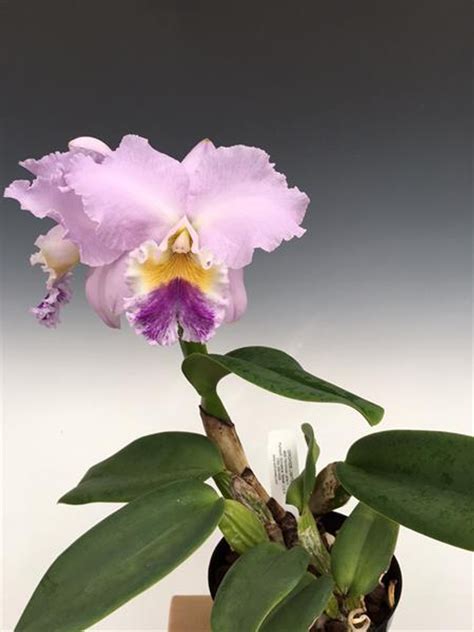 Cattleya Labiata Coerulea Natural World X Self Orchidweb