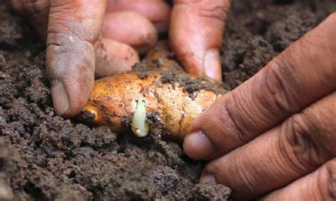 Как вырастить куркуму - Со Вкусом