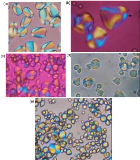 Polarized Optical Light Microscopy Micrograph Of Starch