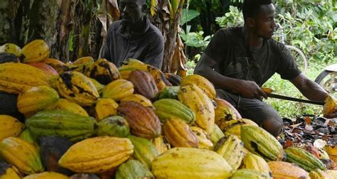 Cacao C Te D Ivoire Ghana Avec Le Cameroun Et Le Nigeria