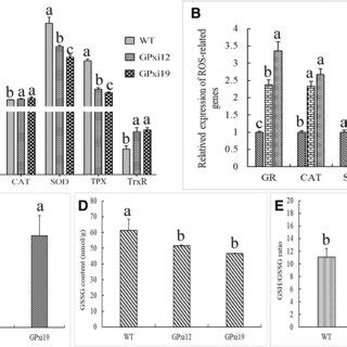 Antioxidant Enzyme Activity Levels Gene Expression Levels And The