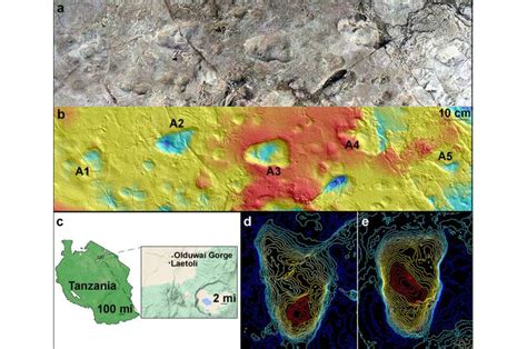 Mystery solved: Footprints from site at Laetoli, Tanzania, are from ...