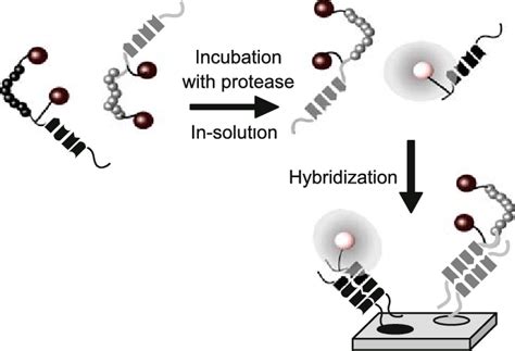 12 Schematic Representation Of The Specific Immobilization Of Dna Download Scientific Diagram