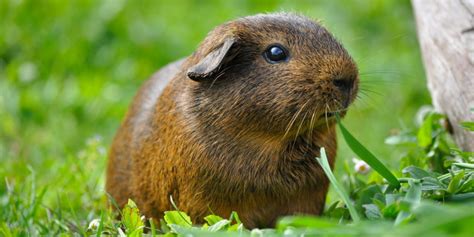 Ch Teddy Meerschweinchen Pflege Haltung Und Charakter