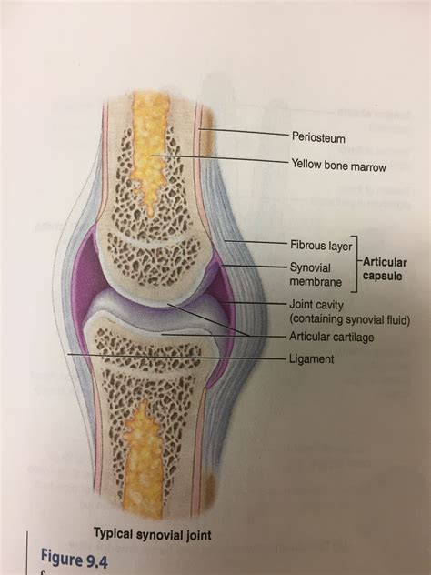 Function Of Synovial Fluid