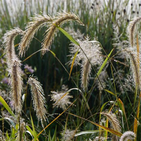 Mn Native Canada Wild Rye Plants Natural Shore