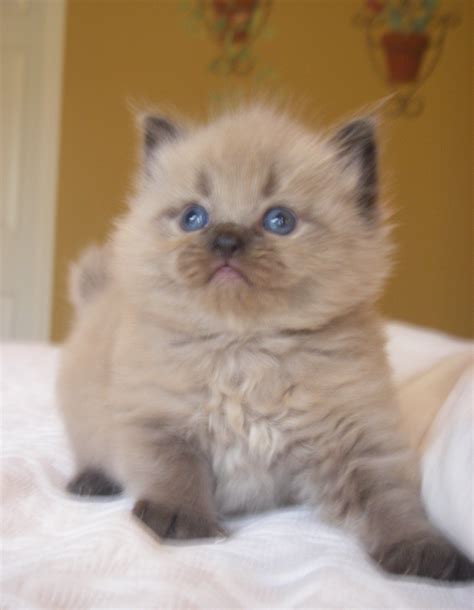 Mink Ragdoll Kittens Sepia Ragdolls Cute Baby Cats Ragdoll Kitten