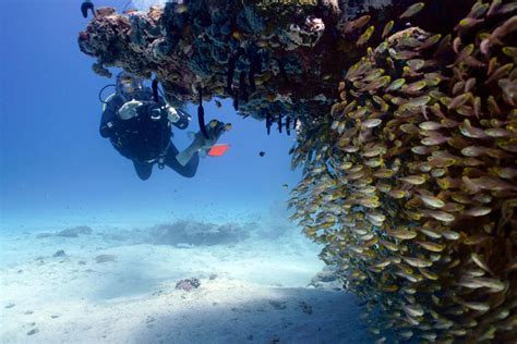 Ningaloo Reef Double Dive Tour - Exmouth Dive and Whalesharks Ningaloo ...