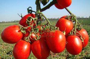 Томаты рио гранде: описание и характеристика сорта, особенности выращивания