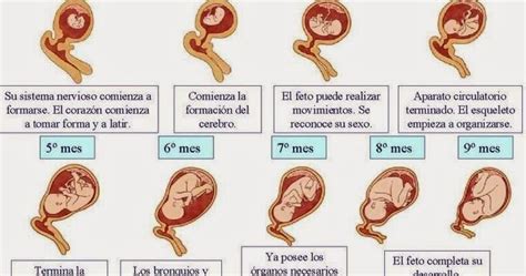 BEBES Y MAMIS EN CONFIANZA Etapas Del Embarazo