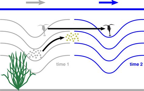 Life in Internal Waves | Oceanography