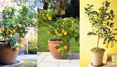 Cómo Plantar Un Limonero En Maceta Paso A Paso