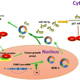 Schematic Diagram Indicates The BCRC 3 Regulating Pathway In BC Cells