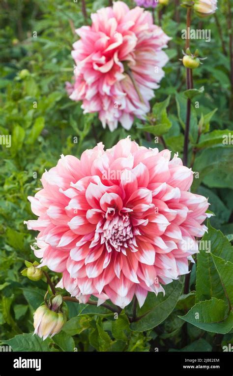 Dahlia holland festival hi-res stock photography and images - Alamy