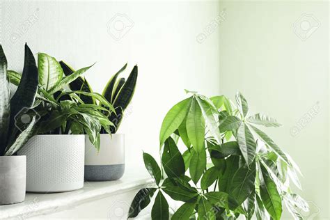 Plantas Perfectas Para Decorar Un Hogar De Estilo Escandinavo