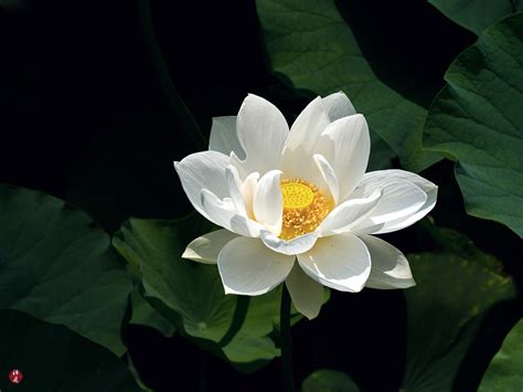 From The Garden Of Zen A Sacred Lotus Flower In Tsurugaoka Hachimangu