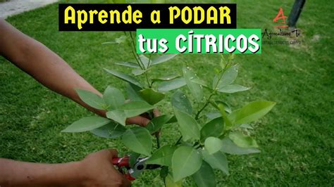 CÍTRICOS 6 PODA EN EL CULTIVO DE CÍTRICOS TIPOS DE PODA EN QUE