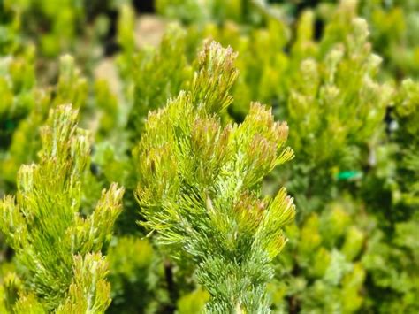 Adenanthos Sericeus Wholesale Nursery Nurseries In Melbourne