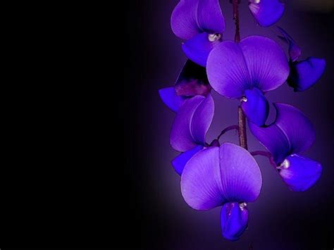 Orchid Wallpapers Wallpaper Cave