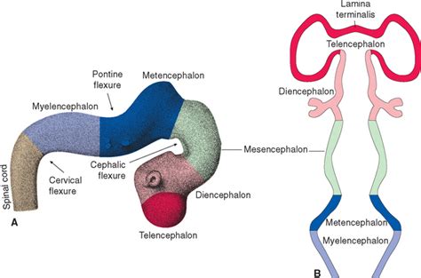 Development of the Nervous System | Neupsy Key